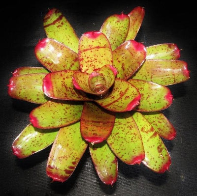 Neoregelia 'Valkyrie' | Bromeliad Paradise