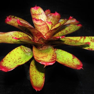 Neoregelia 'Valkyrie' | Bromeliad Paradise