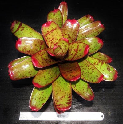 Neoregelia 'Valkyrie' | Bromeliad Paradise