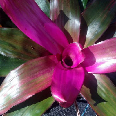 Neoregelia 'Voodoo Doll' | Bromeliad Paradise