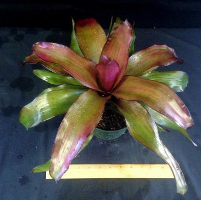 Neoregelia 'Voodoo Doll' | Bromeliad Paradise