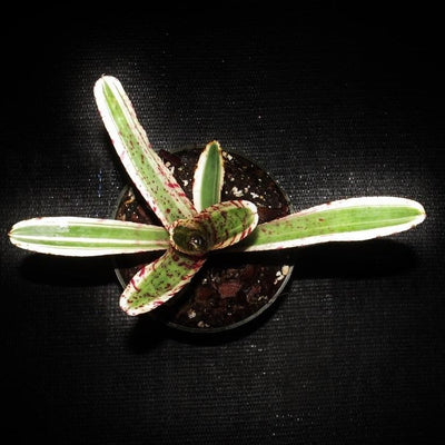 Neoregelia 'Whatchamacallit' | Bromeliad Paradise