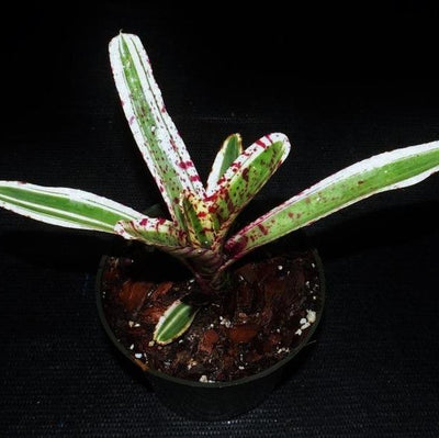 Neoregelia 'Whatchamacallit' | Bromeliad Paradise