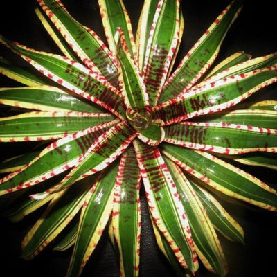 Neoregelia 'Wild Rabbit' | Bromeliad Paradise