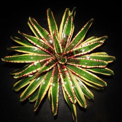 Neoregelia 'Wild Rabbit' | Bromeliad Paradise