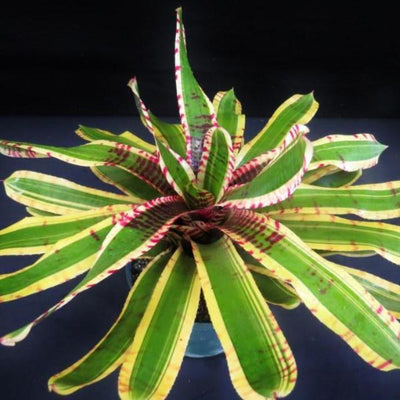 Neoregelia 'Wild Rabbit' | Bromeliad Paradise