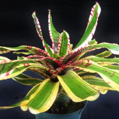 Neoregelia 'Wild Rabbit' | Bromeliad Paradise