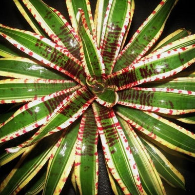 Neoregelia 'Wild Rabbit' | Bromeliad Paradise