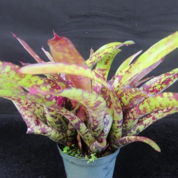 Neoregelia 'Wine and Gold' | Bromeliad Paradise