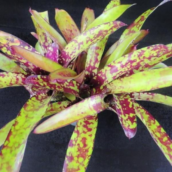 Neoregelia 'Wine and Gold' | Bromeliad Paradise