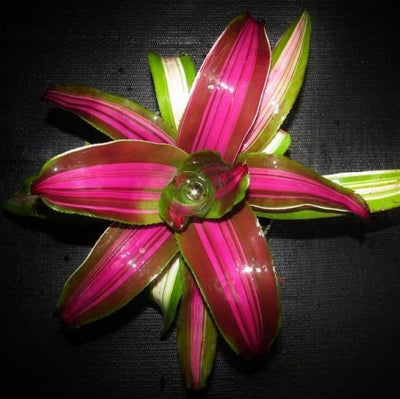 Neoregelia 'Wolfgang' | Bromeliad Paradise