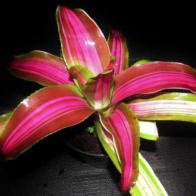 Neoregelia 'Wolfgang' | Bromeliad Paradise