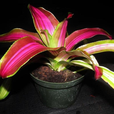 Neoregelia 'Wolfgang' | Bromeliad Paradise