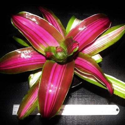 Neoregelia 'Wolfgang' | Bromeliad Paradise