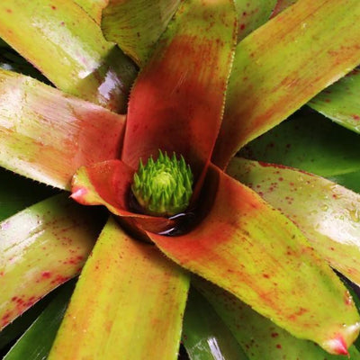 Neoregelia 'Yellow Devil' | Bromeliad Paradise