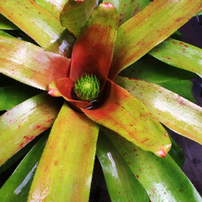 Neoregelia 'Yellow Devil' | Bromeliad Paradise