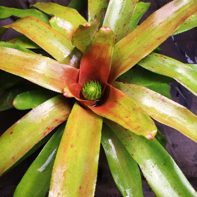 Neoregelia 'Yellow Devil' | Bromeliad Paradise