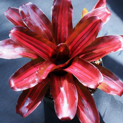 Neoregelia 'Zoe' | Bromeliad Paradise