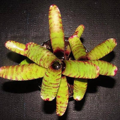 Neoregelia zonata | Bromeliad Paradise