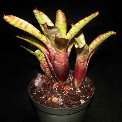 Neoregelia zonata | Bromeliad Paradise