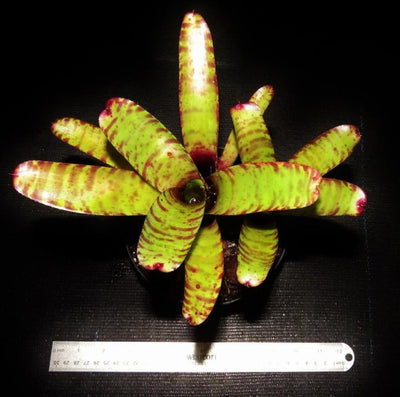 Neoregelia zonata | Bromeliad Paradise