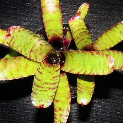 Neoregelia zonata | Bromeliad Paradise