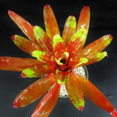 Neorgelia '24 Carat' | Bromeliad Paradise