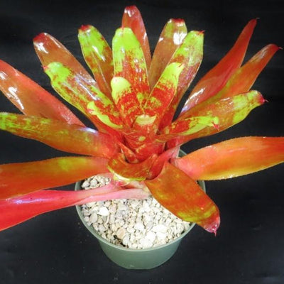 Neorgelia '24 Carat' | Bromeliad Paradise