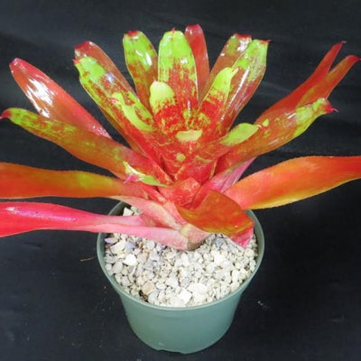 Neorgelia '24 Carat' | Bromeliad Paradise