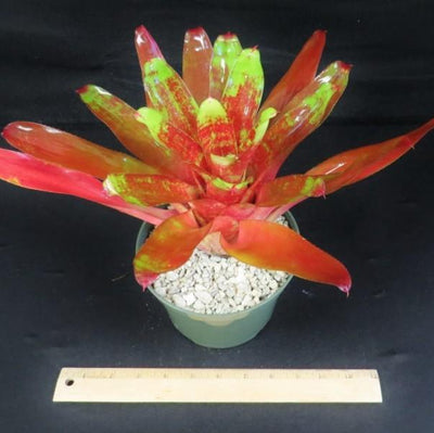 Neorgelia '24 Carat' | Bromeliad Paradise