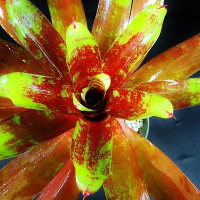 Neorgelia '24 Carat' | Bromeliad Paradise