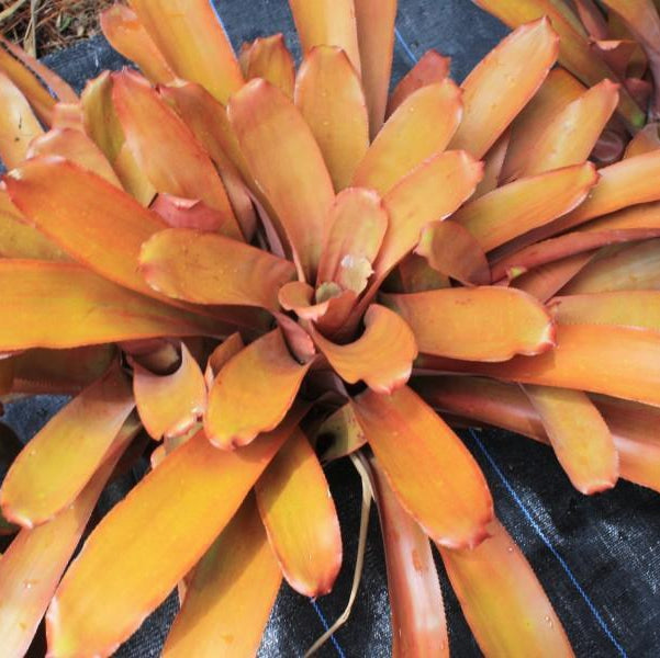 Portea alatisepala (orange foliage)