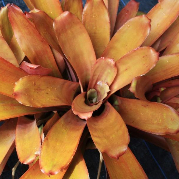Portea alatisepala (orange foliage) | Bromeliad Paradise