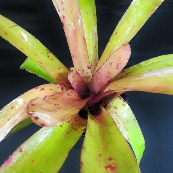 Portea alatisepala (purple foliage) | Bromeliad Paradise