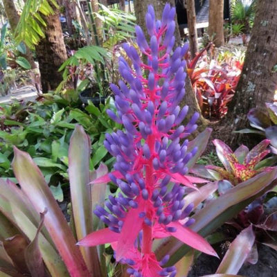Portea alatisepala (purple foliage) | Bromeliad Paradise