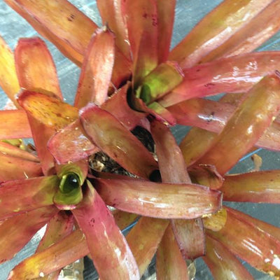 Portea kermesina 'Yellow Flowers' | Bromeliad Paradise