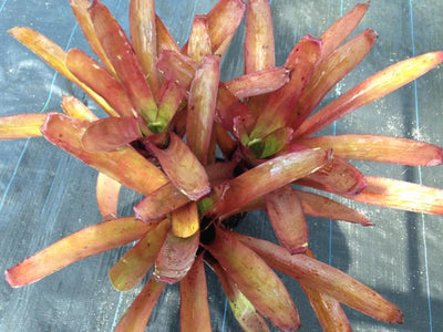 Portea kermesina 'Yellow Flowers' | Bromeliad Paradise