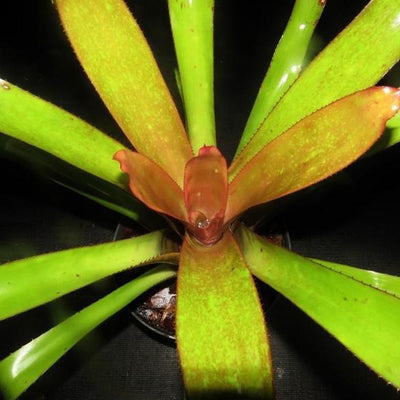 Portea petropolitana cv. 'Jungles' | Bromeliad Paradise