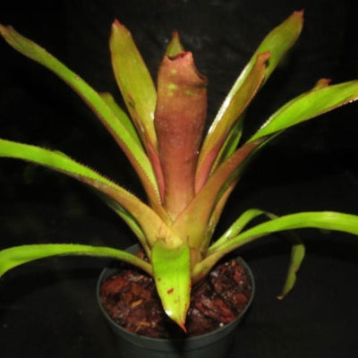 Portea petropolitana cv. 'Jungles' | Bromeliad Paradise