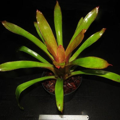 Portea petropolitana cv. 'Jungles' | Bromeliad Paradise