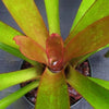 Portea petropolitana cv. 'Jungles' | Bromeliad Paradise