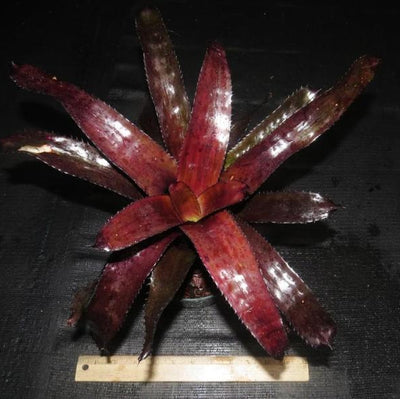 Quesnelia edmundoi var. 'Black' | Bromeliad Paradise