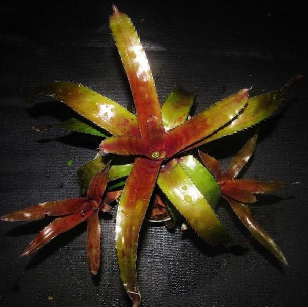 Quesnelia edmundoi var. rubrobracteata | Bromeliad Paradise