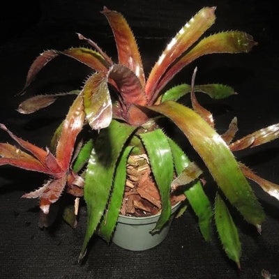 Quesnelia edmundoi var. rubrobracteata | Bromeliad Paradise