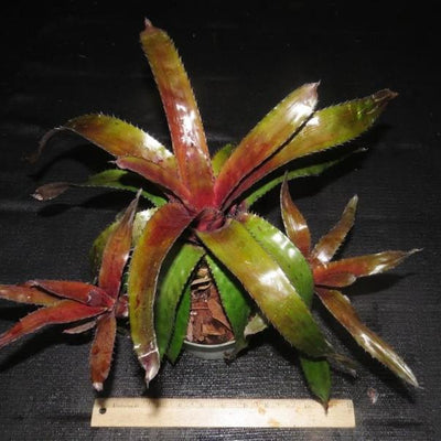 Quesnelia edmundoi var. rubrobracteata | Bromeliad Paradise