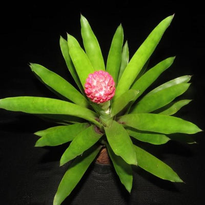 Quesnelia testudo | Bromeliad Paradise