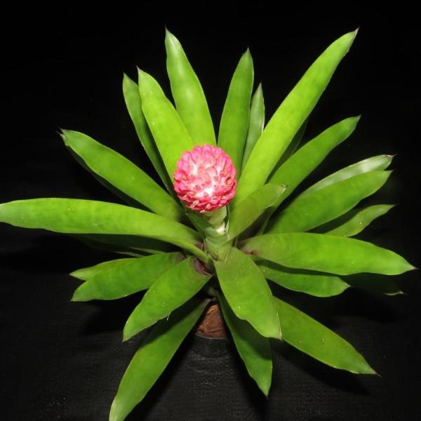 Quesnelia testudo | Bromeliad Paradise