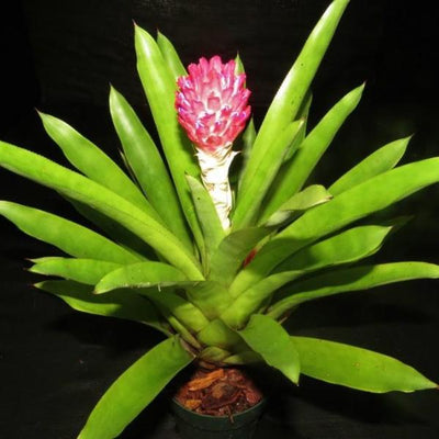 Quesnelia testudo | Bromeliad Paradise