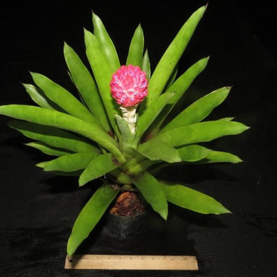 Quesnelia testudo | Bromeliad Paradise