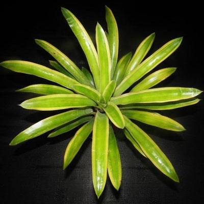 Quesnelia testudo 'Farro' | Bromeliad Paradise